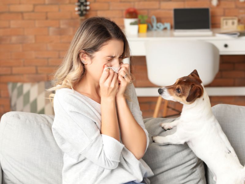Pet Allergies Minimizing Allergic Reactions to Pets