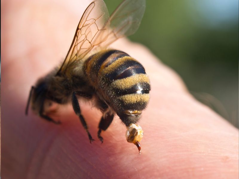 Summer Hazards How to Prevent and Manage Bee and Wasp Stings