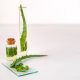 Nature's Balm: Harnessing the Power of Aloe Vera for Burn Relief