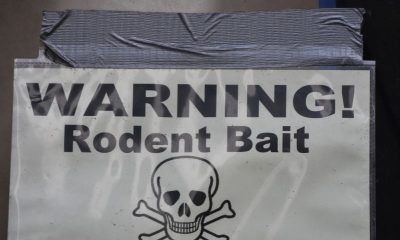 Rodent Bait Poisoning: Emergency First Aid