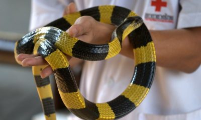 Essential First Aid for Snakebite Poisoning: Quick Actions