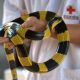 Essential First Aid for Snakebite Poisoning: Quick Actions