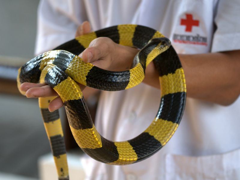 Essential First Aid for Snakebite Poisoning: Quick Actions