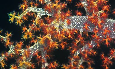 First Aid for Coral Sting Poisoning: Essential Measures