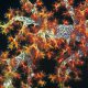 First Aid for Coral Sting Poisoning: Essential Measures